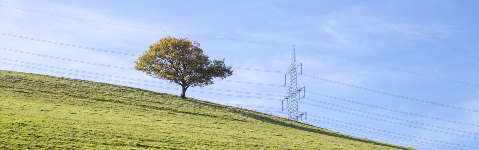 Das Bild zeigt einen grün bewachsenen Hügel mit einem Kugelbaum auf seiner Kuppe. Im Hintergrund verläuft eine Freileitung.